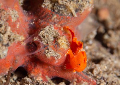 Baby Frogfish