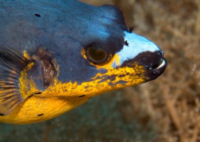 Black Spotted Pufferfish