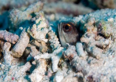 Blenny