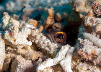 Blenny