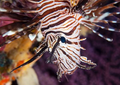 Common Lionfish