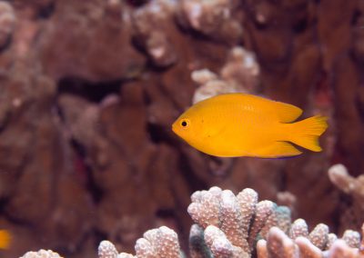Damselfish