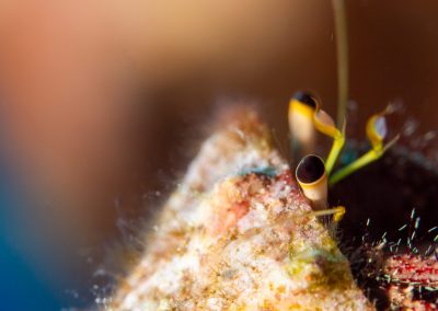 Dark Knee Hermit Crab