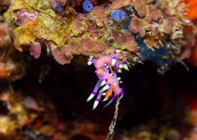 Desirable Flabellina Nudibranch