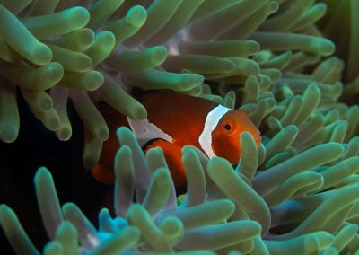 False Clown Anemonefish