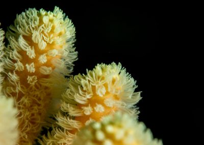 Finger Leather Coral