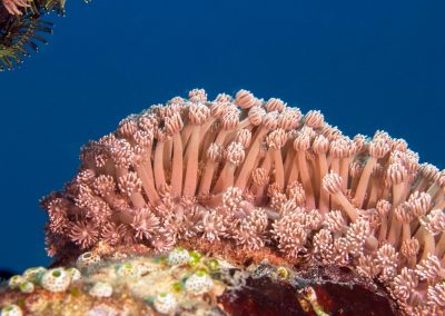 Flowerpot Coral Portrait
