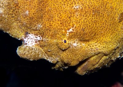 Giant Frogfish Closeup