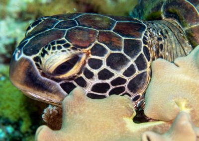 Green Sea Turtle