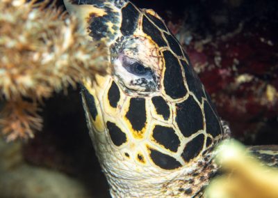 Hawksbill Sea Turtle