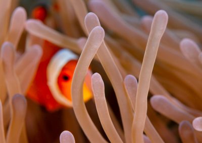 Hide and Seek Anemonefish