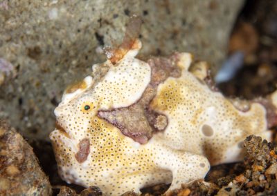 Juvenile Frogfish