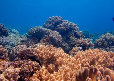 Mixed Coral Reefscape