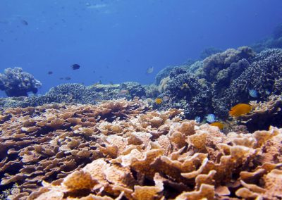 Mixed Coral Reefscape