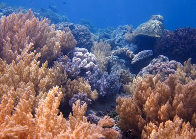 Mixed Coral Reefscape