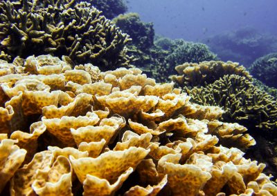 Mixed Coral Reefscape