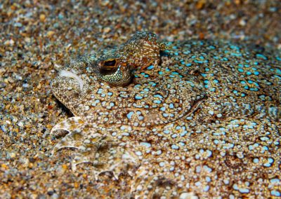 Ocellated Flounder