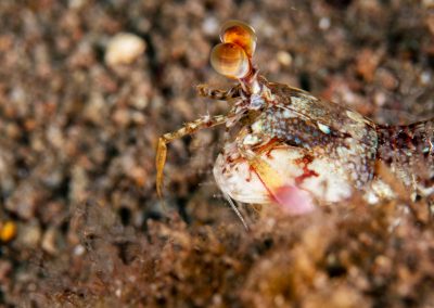 Short Beak Mantis Shrimp