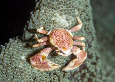 Spotted Porcelain Crab