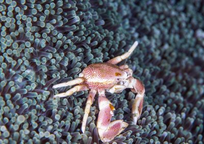 Spotted Porecelain Crab