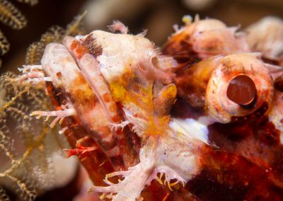 Tassled Scorpionfish Closeup