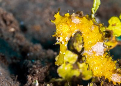 Thorny seahorse