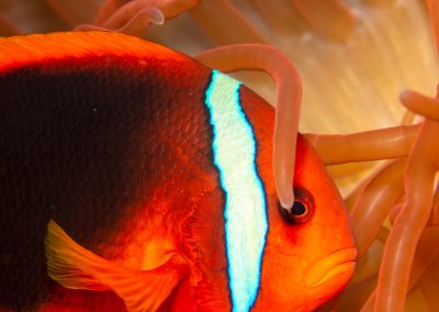 Tomato Anemonefish female
