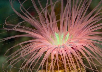 Tube anemone