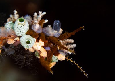 Tunicate Bouquet