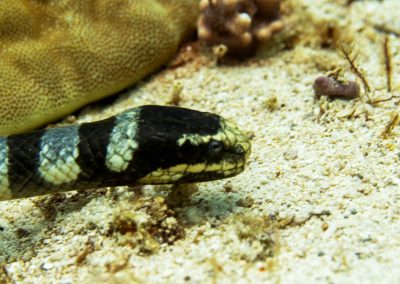 Yellow Lipped Sea Krait