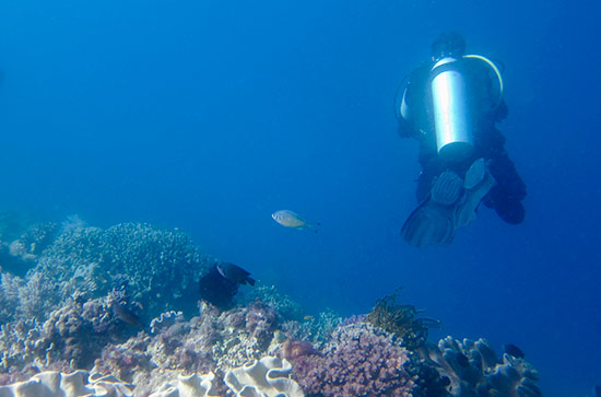 Diver over the reef